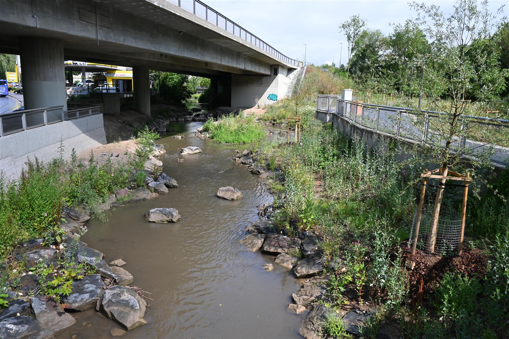 Foto: Baumpflanzungen am Ufer der Lauter