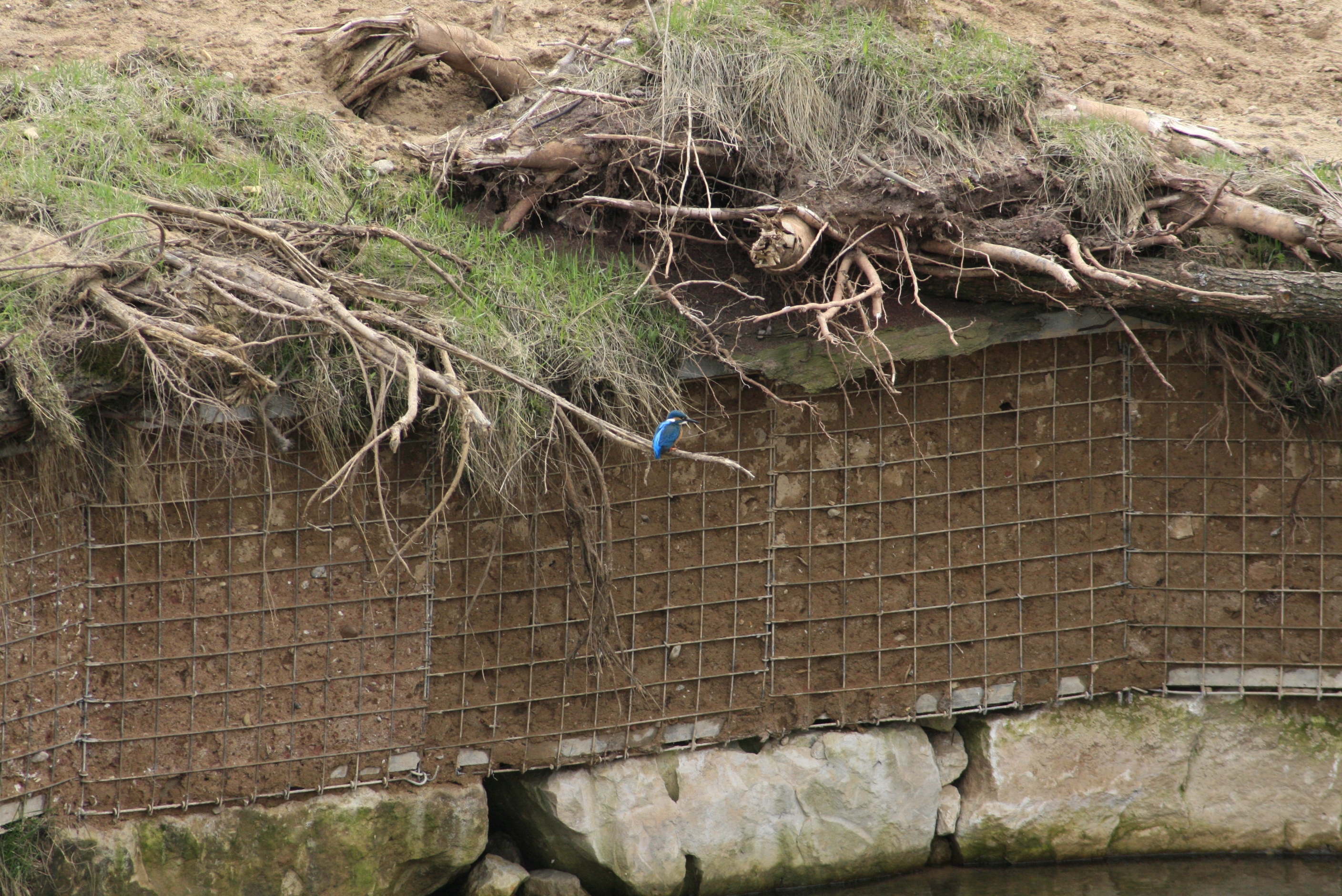 Eisvogel vor Eisvogelwand