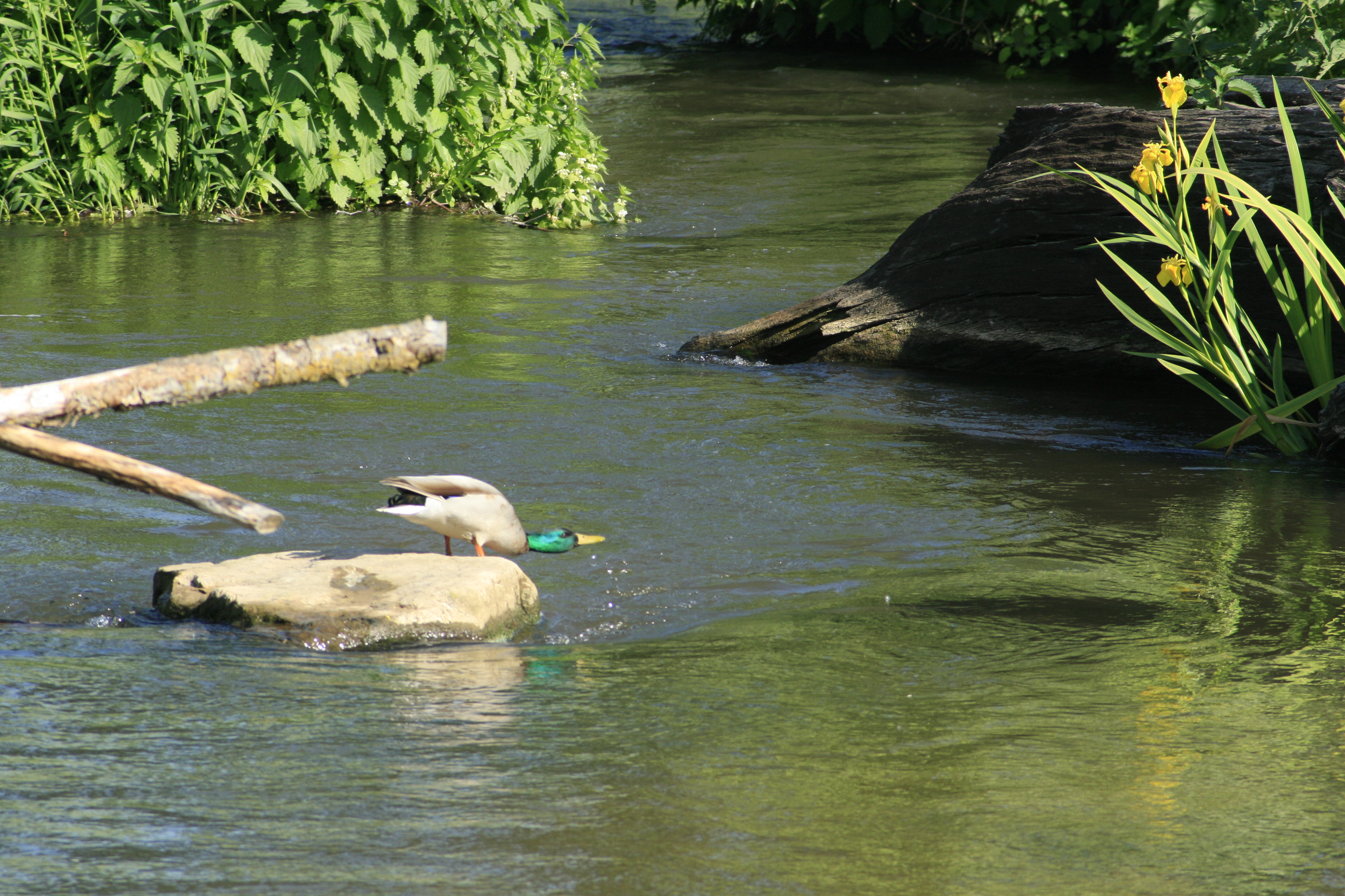 Heimischer Besucher am Fischpass Heimischer Besucher am Fischpass