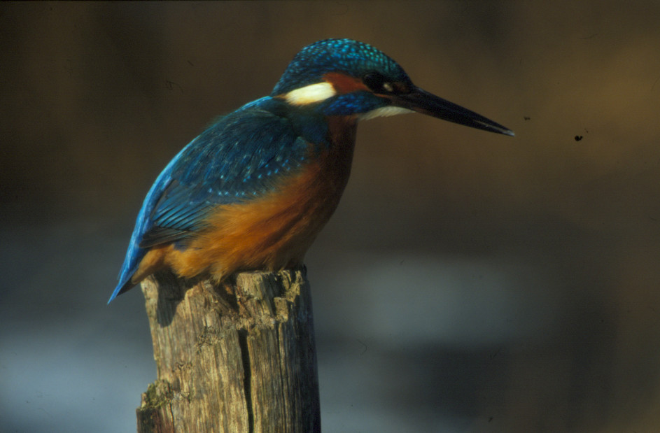 Eisvogel